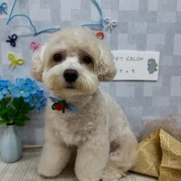 画像1037