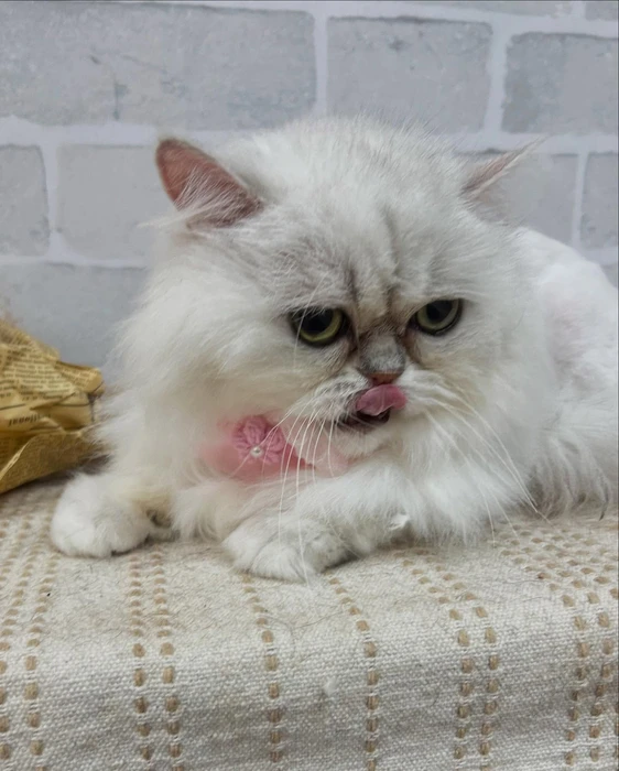 画像1108