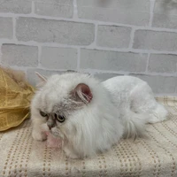 画像1109