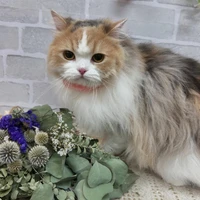 画像1151