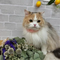 画像1152