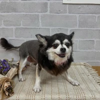 画像1242