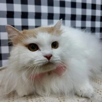 画像1287