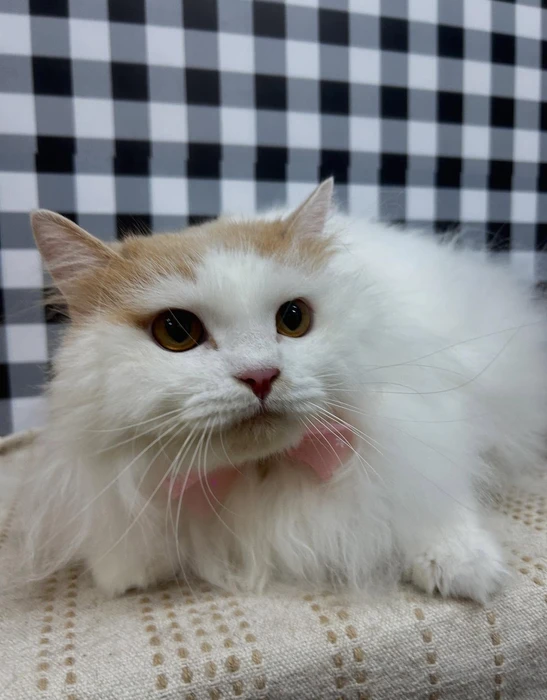 画像1287