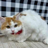 画像1289