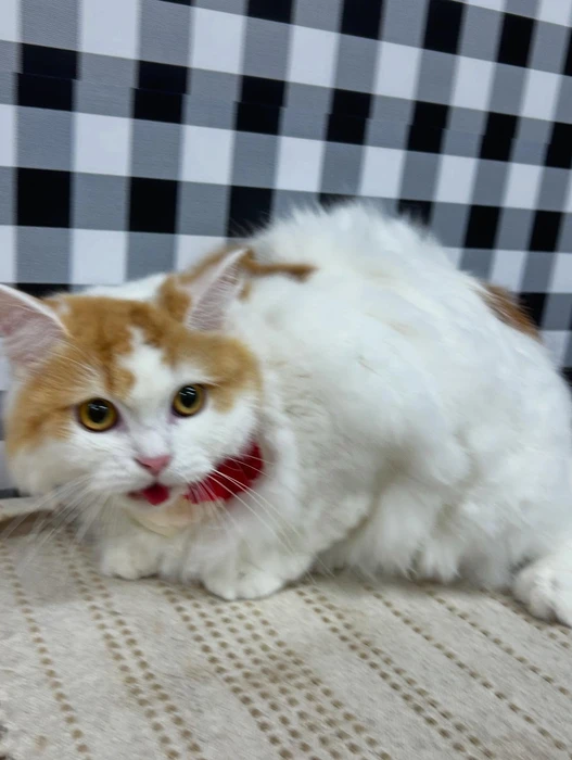 画像1289