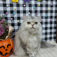 画像1329