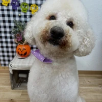 画像1335