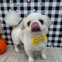 画像1396