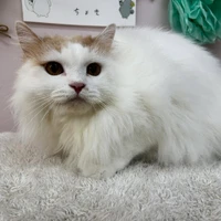 画像1520