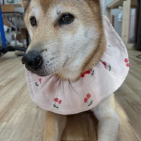 画像1527