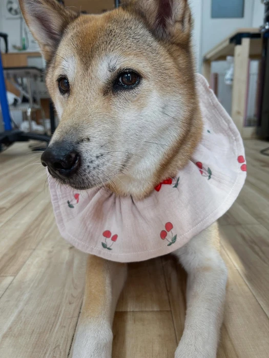 画像1527