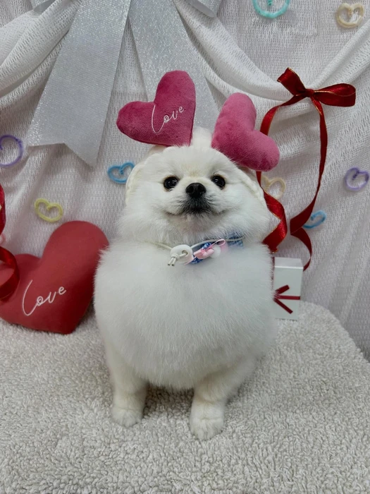画像2233