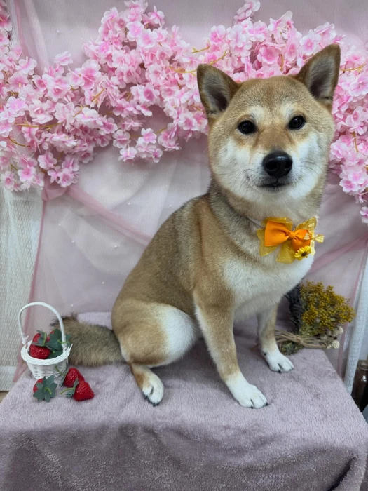 画像2728