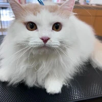 画像278