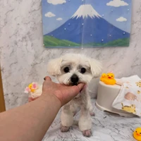 画像2925