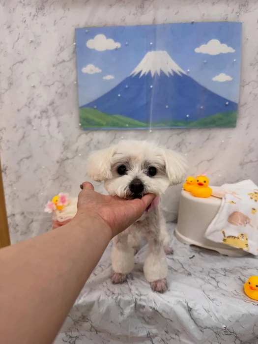 画像2925