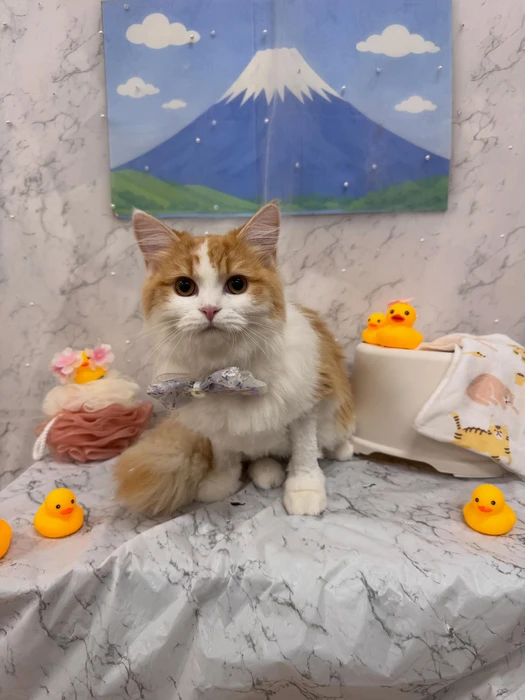 画像2935