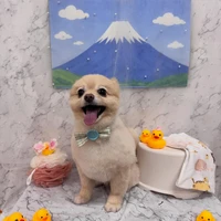 画像2944