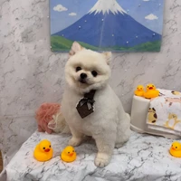 画像3217
