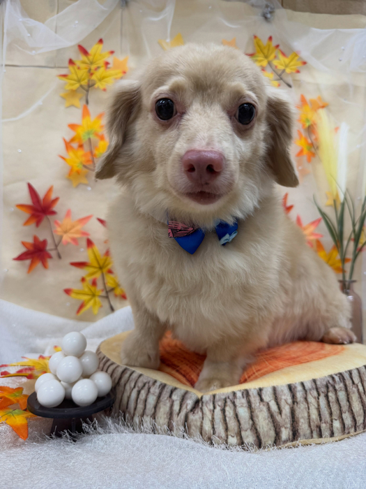 画像3737