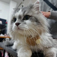 画像555
