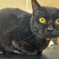 画像784